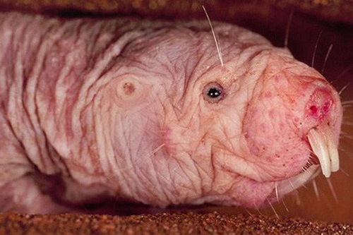 Câu chuyện kinh dị của loài chuột "khỏa thân" sẽ giúp bạn hiểu động vật có thể làm mọi thứ để sinh tồn