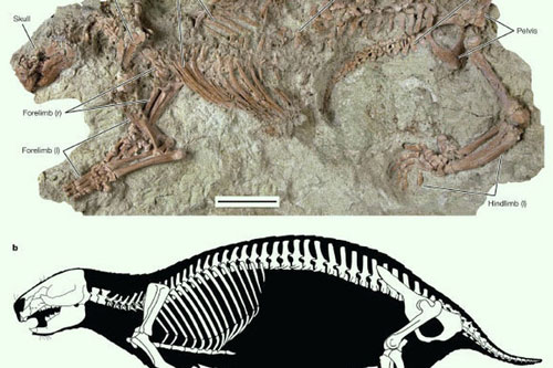 "Xác ướp đá" của sinh vật dị hình từ siêu lục địa đã biến mất