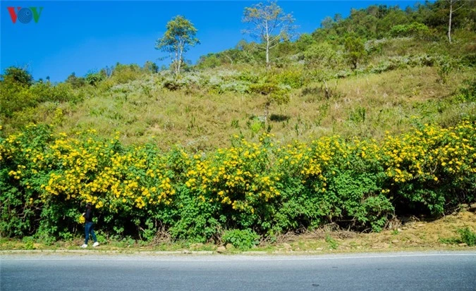 cuc tay a pa chai - mot tieng ga gay ba nuoc cung nghe hinh 2