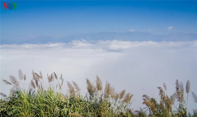 cuc tay a pa chai - mot tieng ga gay ba nuoc cung nghe hinh 6