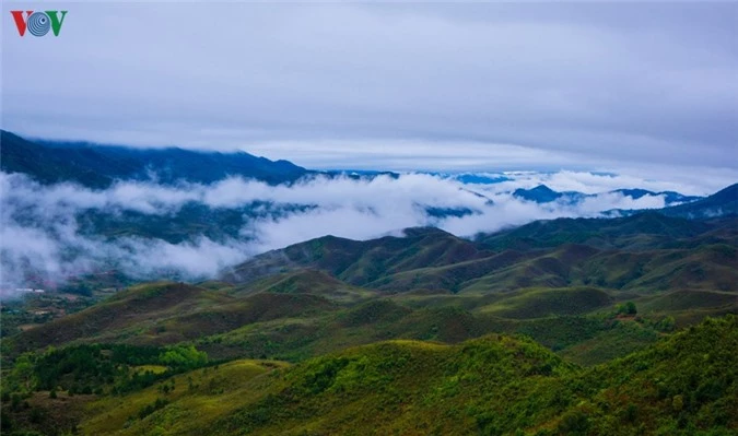 cuc tay a pa chai - mot tieng ga gay ba nuoc cung nghe hinh 9