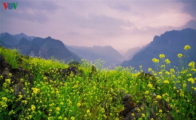 nhung mua hoa tren cao nguyen da ha giang hinh 10