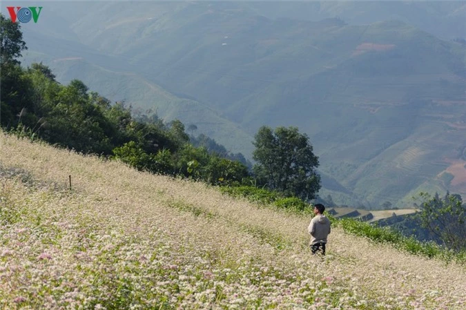 nhung mua hoa tren cao nguyen da ha giang hinh 13