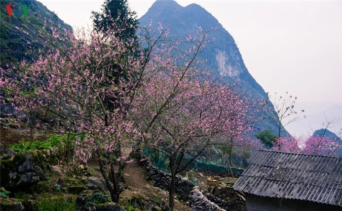 nhung mua hoa tren cao nguyen da ha giang hinh 2