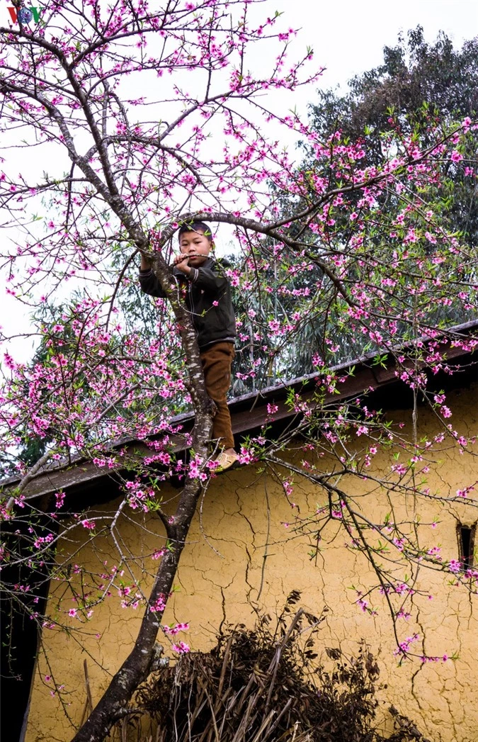 nhung mua hoa tren cao nguyen da ha giang hinh 4