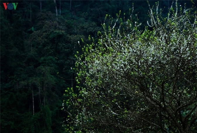 nhung mua hoa tren cao nguyen da ha giang hinh 5