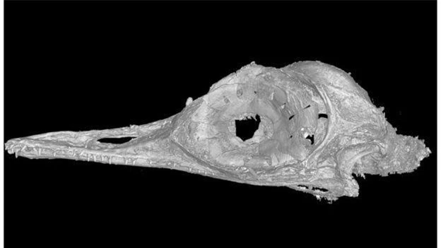 Phát hiện loài khủng long ăn thịt có kích cỡ nhỏ nhất trên Trái Đất, còn bé hơn cả một con chim ruồi - Ảnh 4.