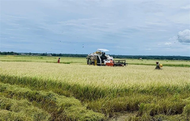 Toàn cầu lên cơn sốt, thế mạnh Việt Nam được vụ thu lớn - 2