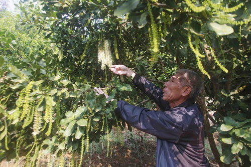 Lai Châu: Tỷ phú nông dân giữa thành phổ 'trẻ'