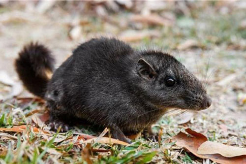 Loài thú cổ tuyệt chủng 11 triệu năm trước bất ngờ xuất hiện ở Quảng Bình