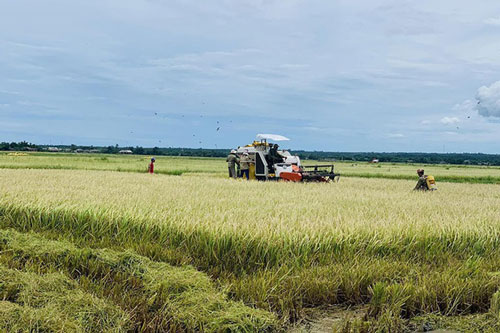 Toàn cầu lên cơn sốt, thế mạnh Việt Nam được vụ thu lớn