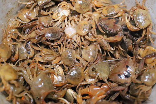 5 sai lầm "chết người" khi ăn cua đồng mà nhà nào cũng mắc