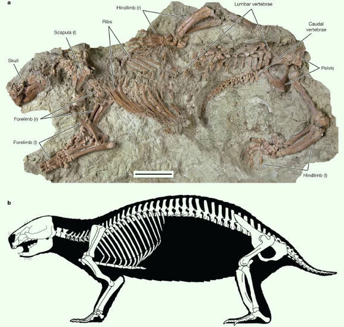 Bộ xương hóa thạch hoàn hảo như một xác ướp và hình ảnh phục dựng - Ảnh do nhóm nghiên cứu cung cấp