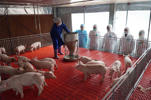 Quý III, trong nước cơ bản đáp ứng nhu cầu thịt lợn
