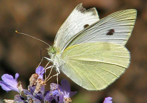 1001 thắc mắc: Vì sao bướm chỉ sử dụng chân để nếm mật hoa?