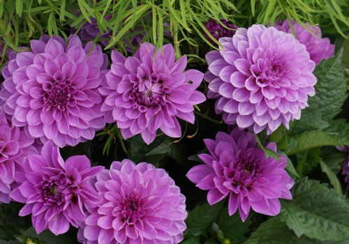 Trong 3 tháng tới đây, 4 con giáp có thể sự nghiệp khởi sắc, quý nhân giúp đỡ làm gì cũng suôn sẻ, tài chính dồi dào như mong ước