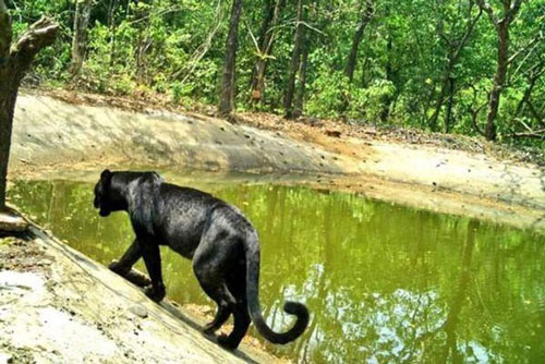 Báo đen hiếm gặp 'lọt vào máy quay' ở khu bảo tồn Goa - Ấn Độ