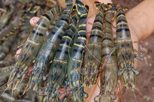 Người bán hải sản chẳng bao giờ tiết lộ: Lướt qua 3 giây có thể biết tôm tươi hay tôm để lâu ngày, "ngậm" hóa chất