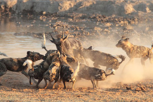 Vì sao chó hoang châu Phi được coi là ‘thợ săn đỉnh nhất’?