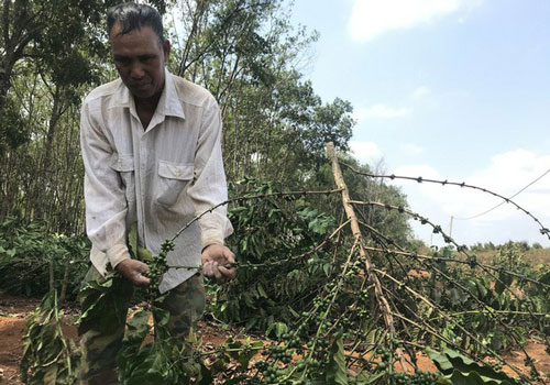 Gia Lai: Gần 2.000 cây cà phê bị chặt phá trong đêm