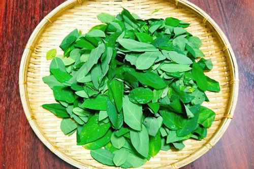 7 tác dụng “thần kỳ” của rau ngót với sức khỏe, nhưng 3 kiểu người này chớ ăn dù một miếng