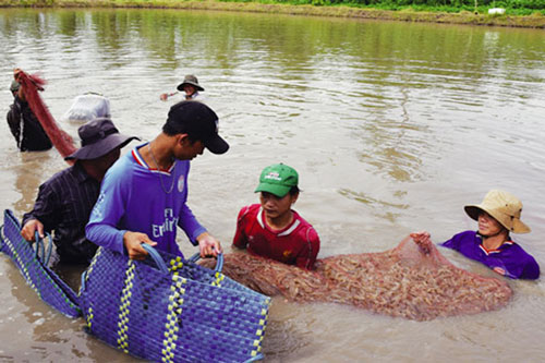 Cà Mau: HTX thuỷ sản Cái Bát mở 'cánh cửa' mới cho nông hộ nuôi tôm