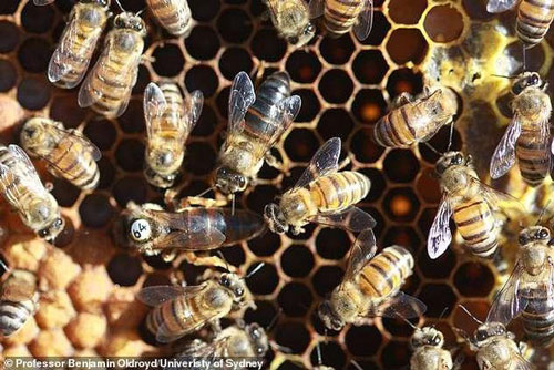 Giải mã bí ẩn sinh học của ong mật Nam Phi