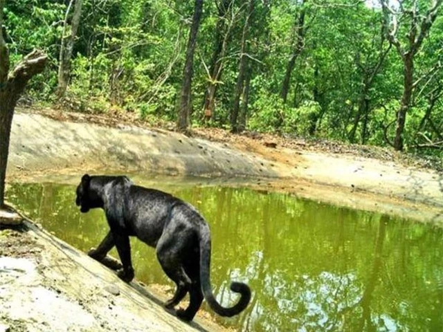Báo đen hiếm gặp lọt vào máy quay ở khu bảo tồn Goa - Ấn Độ - 1