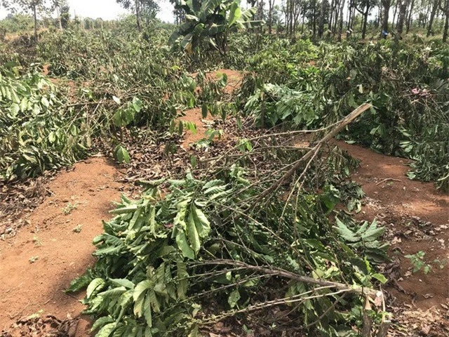 Gần 2.000 cây cà phê bị chặt phá trong đêm - 1