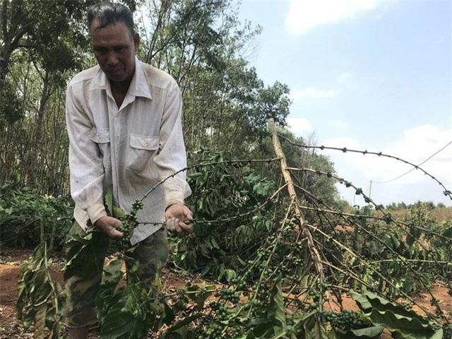 Gần 2.000 cây cà phê bị chặt phá trong đêm - 2