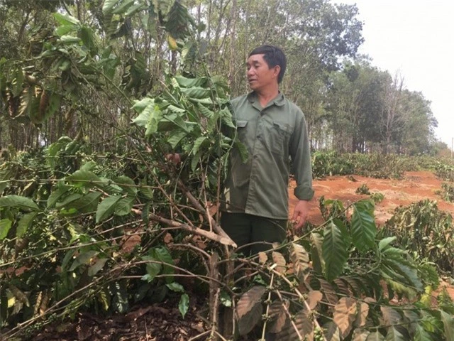 Gần 2.000 cây cà phê bị chặt phá trong đêm - 3
