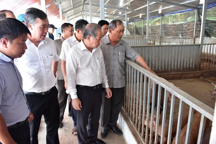 Chủ tịch UBND tỉnh Thừa Thiên Huế cùng đoàn công tác thăm mô hình chăn nuôi heo hữu cơ an toàn sinh học của Tập đoàn Quế Lâm