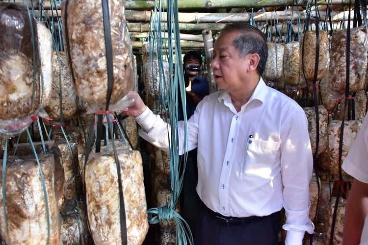 Chủ tịch UBND tỉnh Thừa Thiên Huế Phan Ngọc Thọ thăm mô hình trồng nấm tại xã Phú Lương, huyện Phú Vang
