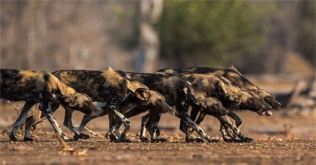 1001 thắc mắc: Vì sao chó hoang châu Phi được coi là ‘thợ săn đỉnh nhất’? - ảnh 1