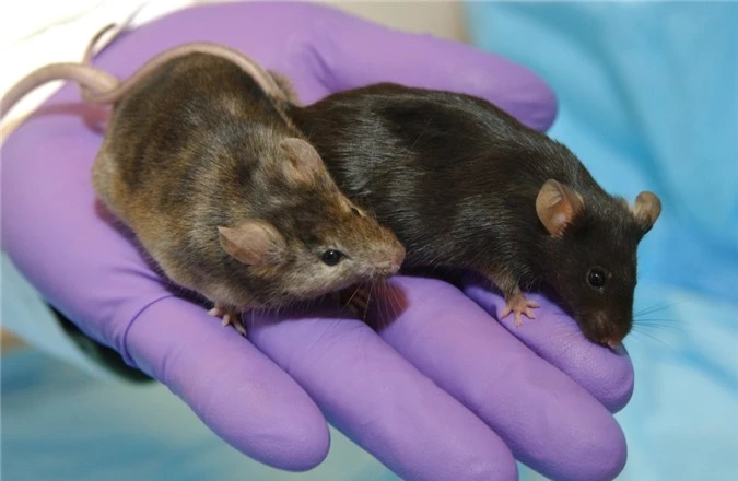 Vì sao chuột là vật thí nghiệm yêu thích của các nhà khoa học? - 3