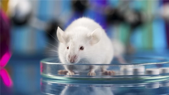 Vì sao chuột là vật thí nghiệm yêu thích của các nhà khoa học? - 4