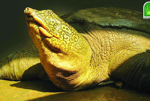 Bí ẩn chưa có lời giải của loài rùa Hoàn Kiếm