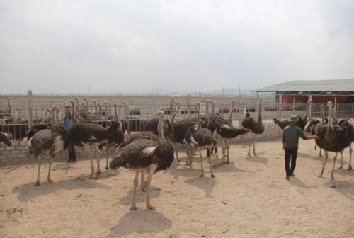 Trang trại của anh Nguyễn Minh Ngọc (phường Xuân Sơn, thị xã Đông Triều) hiện có 100 con đà điểu với trọng lượng mỗi con khoảng 1 tạ.