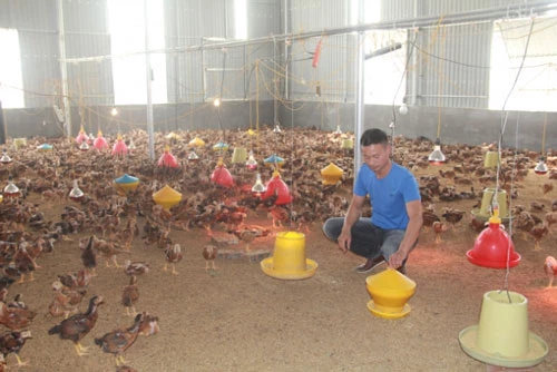 Ngoài chăn nuôi đà điểu, gia đình anh còn nuôi hơn 6.000 con gà, 4.000 con vịt, ngan.