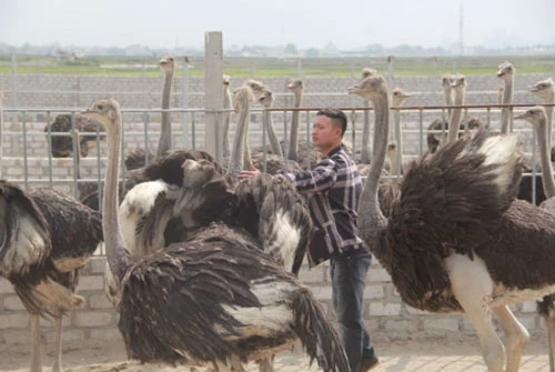 Thăm quan trang trại đà điểu của anh Ngọc ai cũng ấn tượng bởi được ngắm nhìn những “chú chim” khổng lồ, khỏe mạnh.