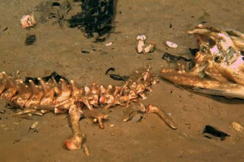 Phát hiện "quái vật ăn xương" ở nơi sâu thẳm của Trái Đất