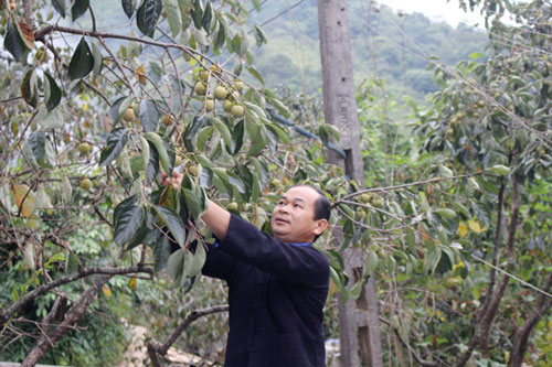 Hà Giang: Làm giàu từ cây Hồng không hạt