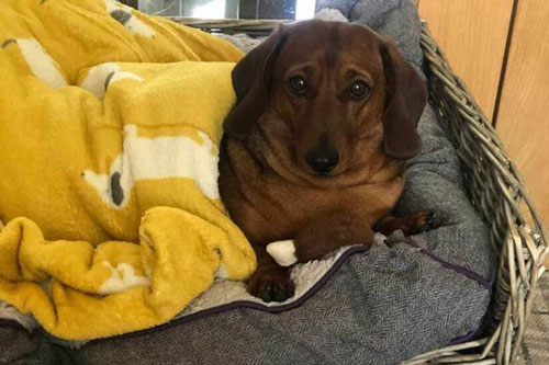 Chú chó đứng canh máy giặt hàng tiếng đồng hồ để lấy lại 'món đồ bất ly thân'