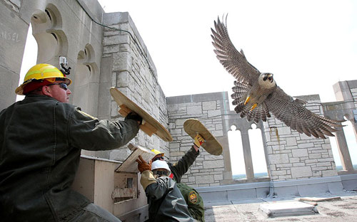 Ảnh đẹp: Chim ưng tấn công công nhân xây dựng