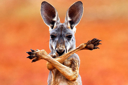 Ảnh đẹp: Sư tử bị voi... lùa lên cây