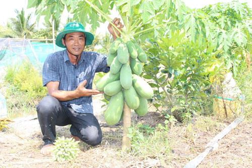 An Giang: Làm giàu từ mô hình đa canh trên đất lúa