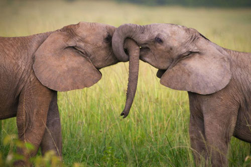 Tìm ra cách tính tuổi thọ của các loài động vật