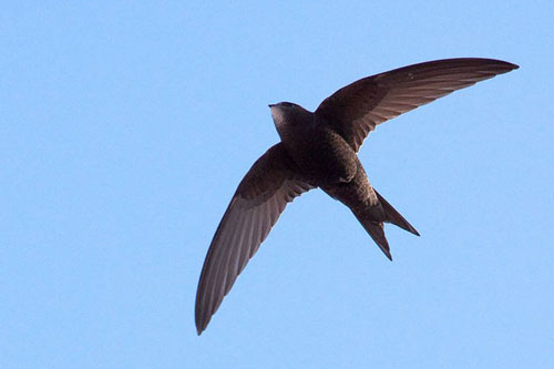 Loài chim “độc nhất vô nhị” có thể bay 10 tháng không cần hạ cánh