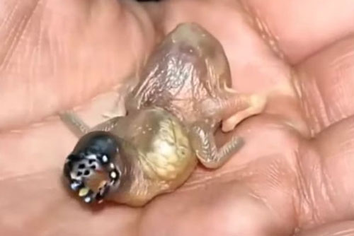 Phát hiện sinh vật nhỏ xíu có cánh mà không có lông, miệng phát đốm sáng kỳ lạ