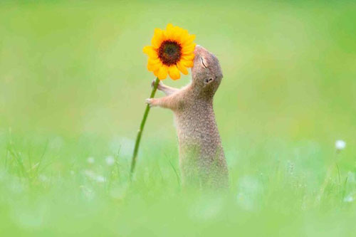 Ảnh động vật: Khoảnh khắc hạnh phúc khi sóc ngửi thấy mùi hương hoa